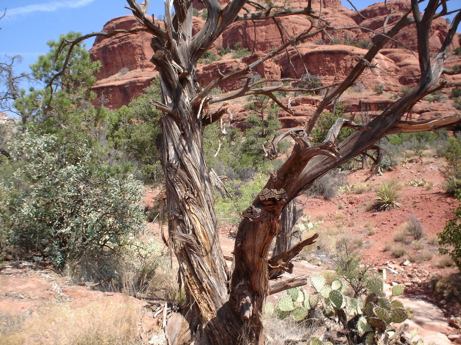 Sedona, AZ: Twisted trees at local vortex