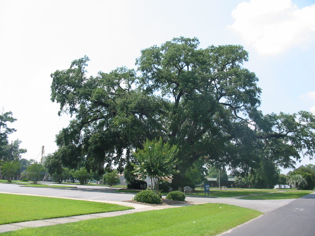 Pelham, GA: Oak Tree at Suntrust Bank