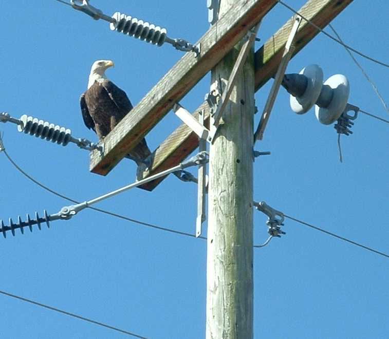 Sebring, FL: Eagle on 98 in Spring Lake