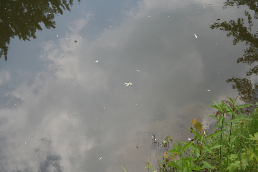 Cambridge Springs, PA: french creek