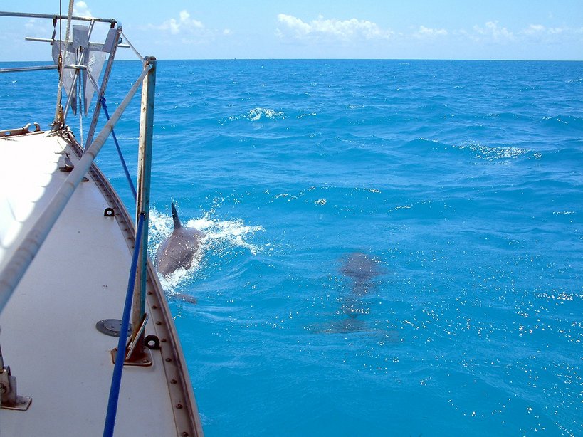 Key West, FL: Sailing With Dolphins