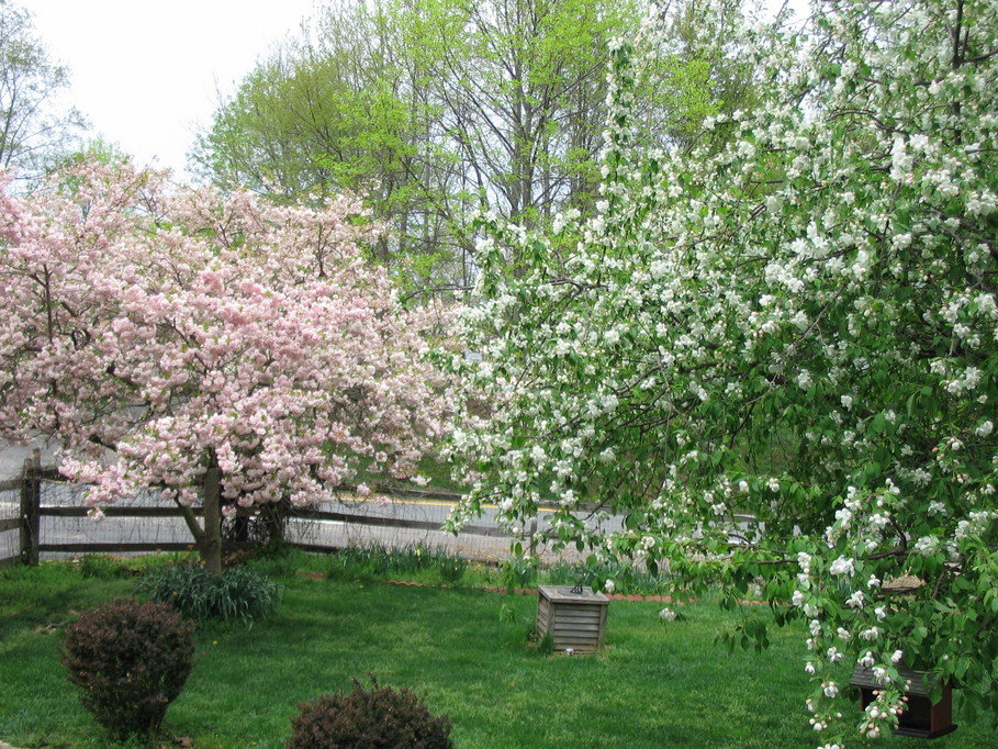North East, MD: full bloom