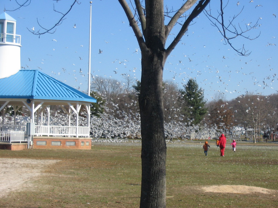 North East, MD: north east town park