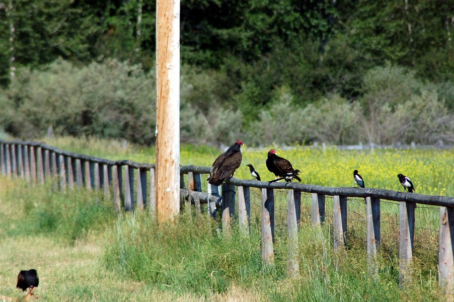 Stevensville, MT: Turkey Vultures & Magpies feeding on deer carcass - Bell Crossing Rd. in Stevensville