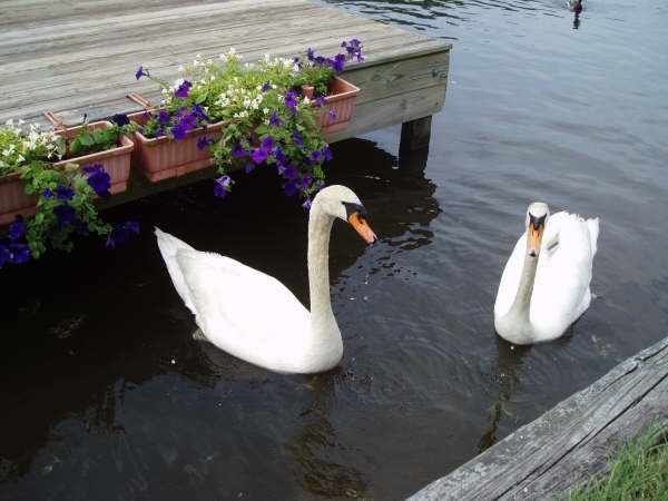 Vass, NC: These two swans visit our dock in the Wood Lake community frequently.