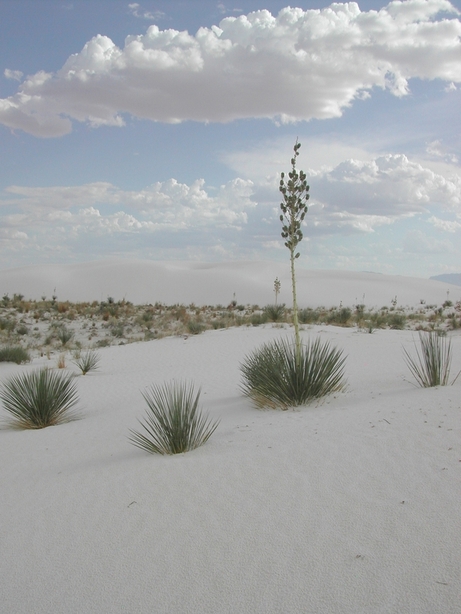 White Sands, NM: One of the plants