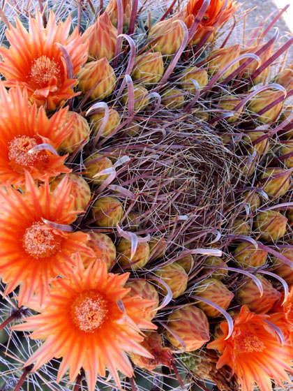 Three Points, AZ: Barrel Cactus