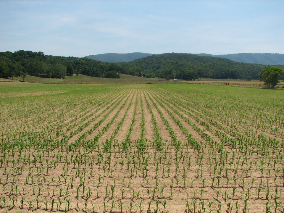 Romney, WV: Corn that was working its way to being knee high by the 4th of July