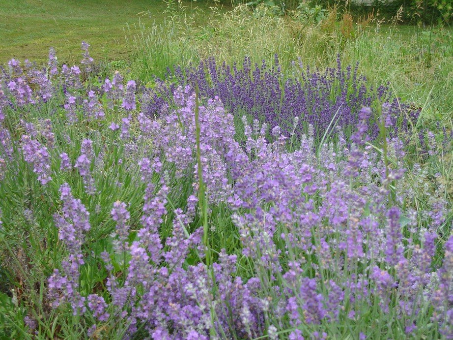 Crab Orchard, WV: Lavender Field, WV Lavender Farm in Crab Orchard