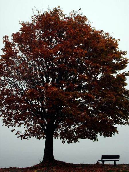 Bellingham, WA: Maple tree in the fog at Boulevard Park
