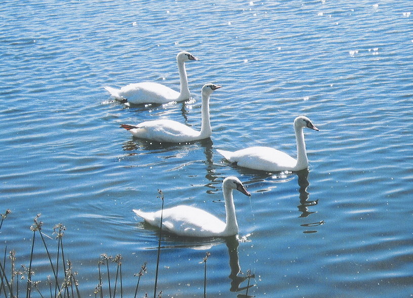 Boyne City, MI: swans