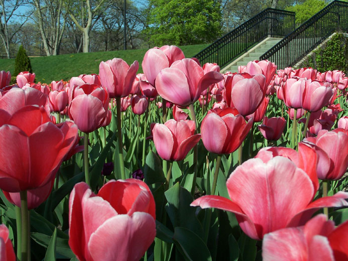 Aurora, IL: tulips from the Sunken Gardens at Phillips Park, Aurora