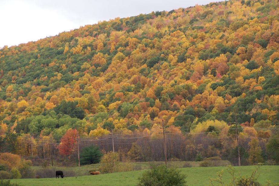 Hector, NY: Hector in the Fall