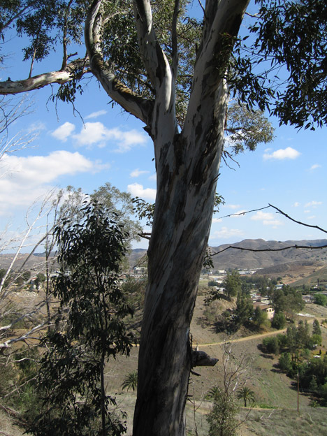 Lake Elsinore, CA: From a hill on the East side of Lake Elsinore - local tree in the foreground.