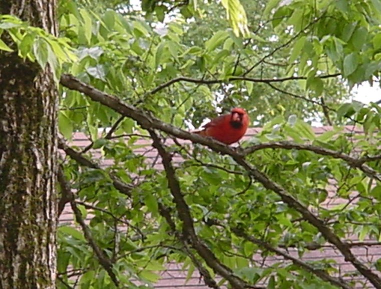 Fort Smith, AR: Cardinal Red Bird