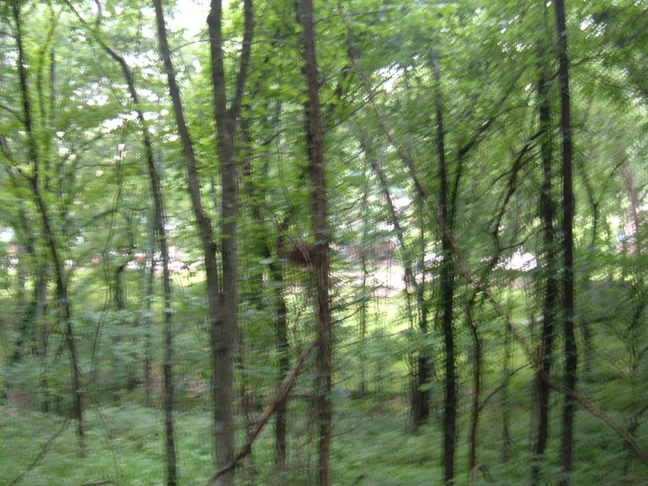 Goodlettsville, TN: Forest backdrop of Goodlettsville