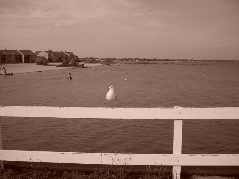 Tawas City, MI: Bird on the white rail over tawas bay!