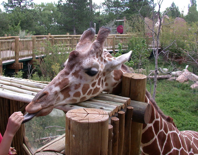Colorado Springs, CO: Cheyenne Mountain Zoo, Sept 2005, Feeding the Giraffes