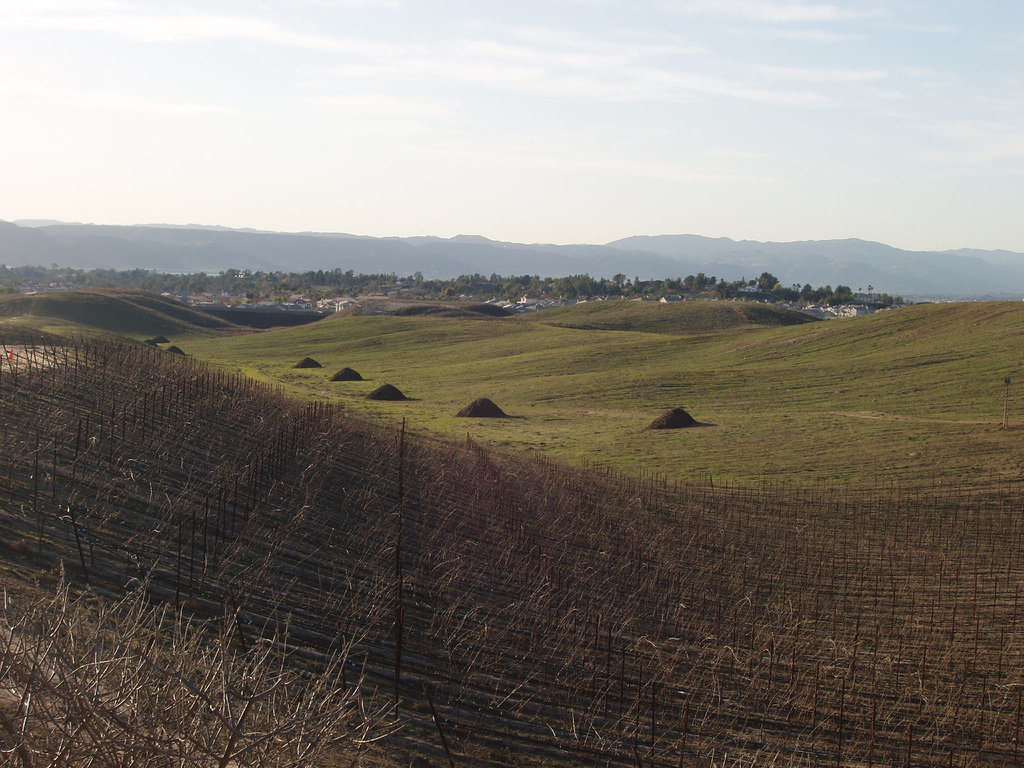 Temecula, CA: Callaway Vineyards