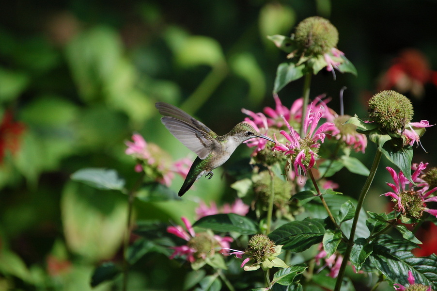 Ojibwa, WI: Hovering Humming Bird