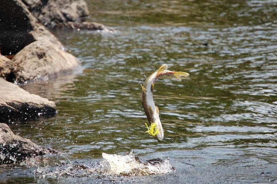 Ojibwa, WI: Northern Pike Jumping From The Chippiwa River