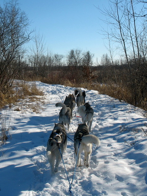 Becker, MN: My Dog Sled Team near Clitty Lake In Becker City Park.
