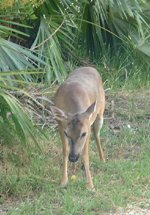 Big Pine Key, FL: Big Pine Key Deer