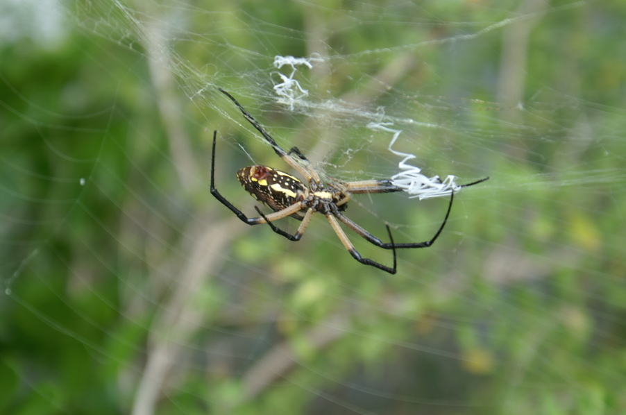 Ingram, TX: Big ugly Spider !