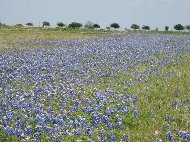 Flatonia, TX: Texas Bluebonnets