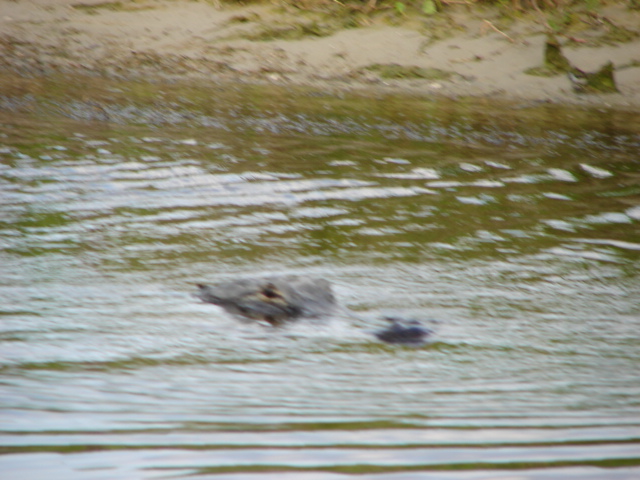 Buckhead Ridge, FL: Just an alligator, usual scene Looking out my back door!