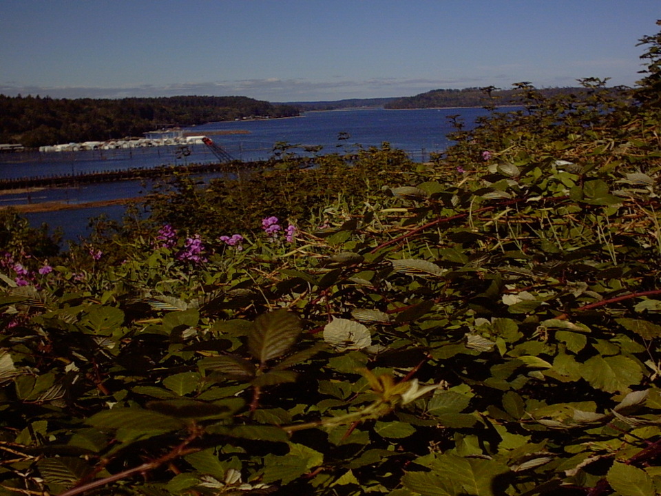 Shelton, WA: View of Oakland Bay beside Shelton