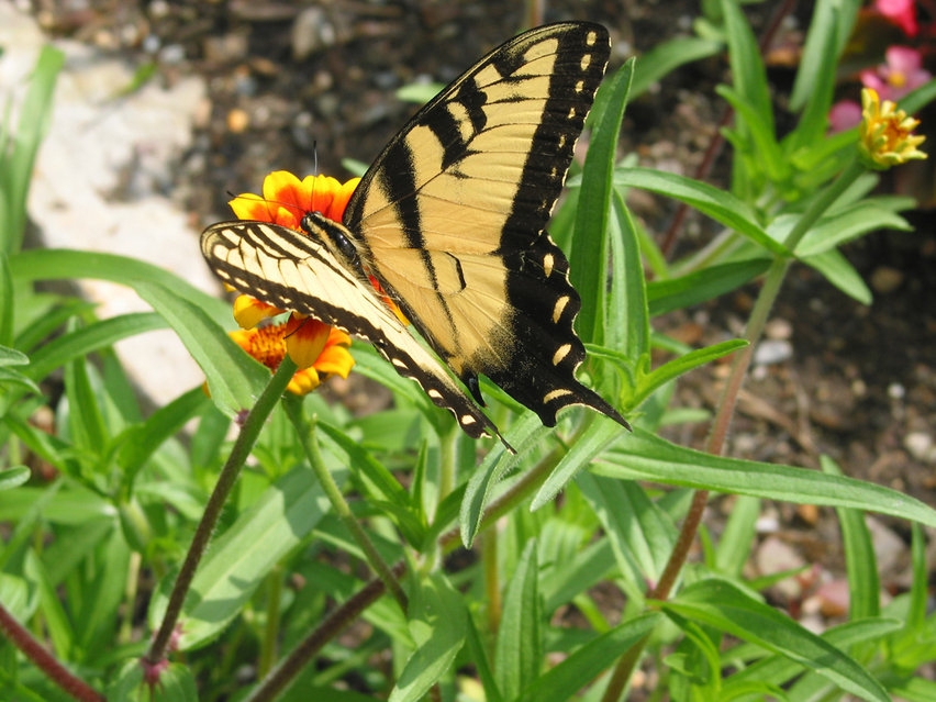 West Paterson, NJ: butterfly