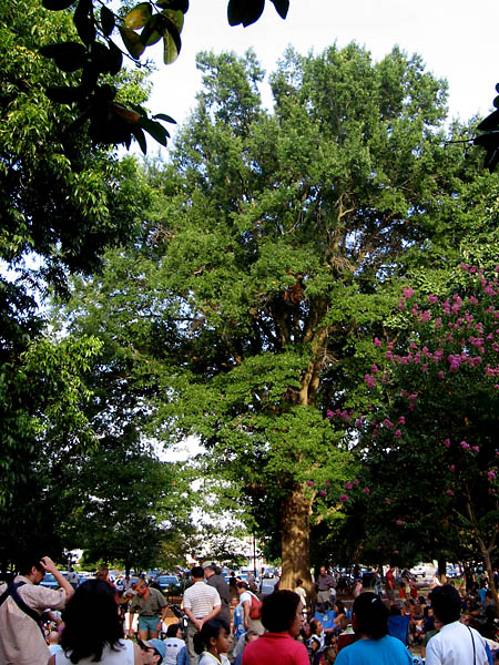 Carrboro, NC: The Weaver Street Sacred Tree