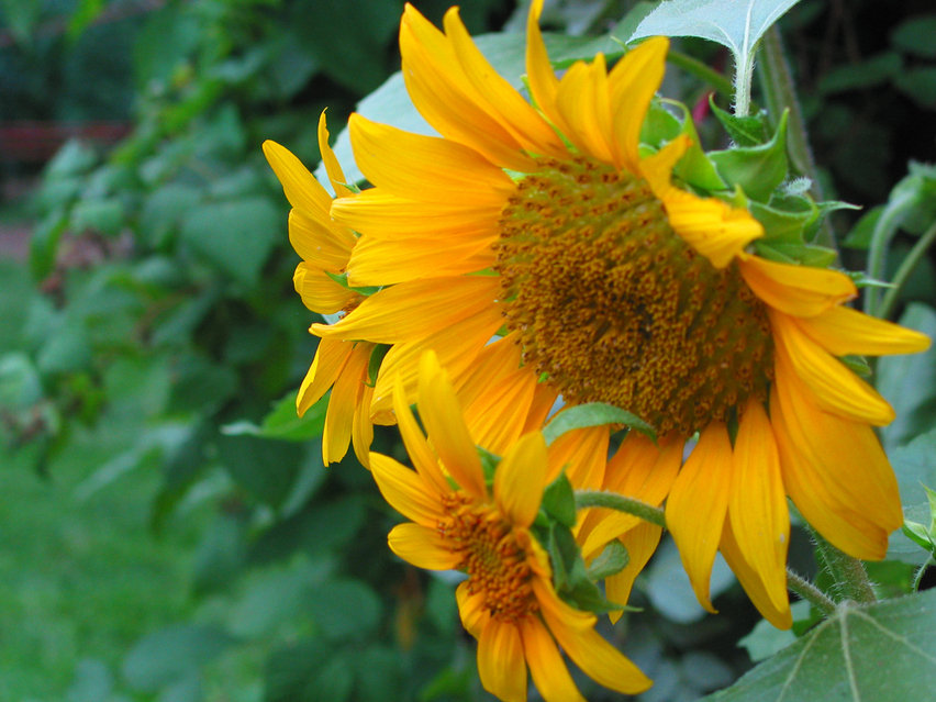 West Paterson, NJ: sunflowers