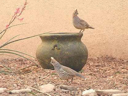 Roswell, NM: Scale quail love Roswell