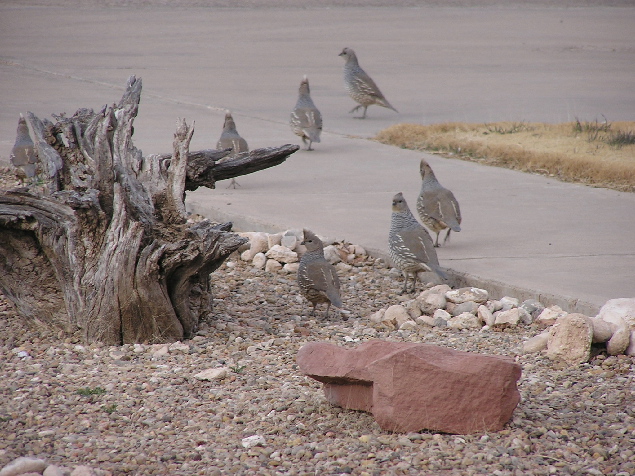 Roswell, NM: bird watchers dream town-quail