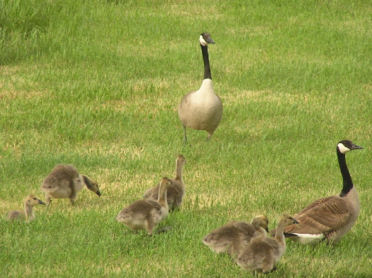 Woonsocket, SD: geese love Woonsocket