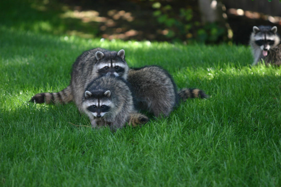 Mill Creek, WA: A family of raccoons in our back yard