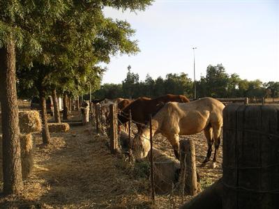Vacaville, CA: Iron Bark Ranch in Allendale area