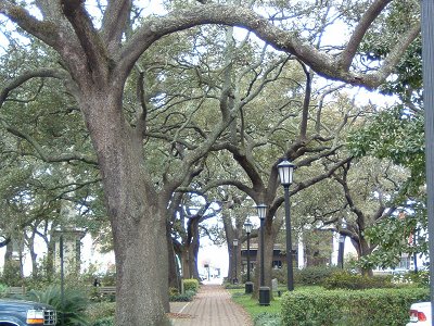 Savannah, GA: beautiful trees in downtown Savannah