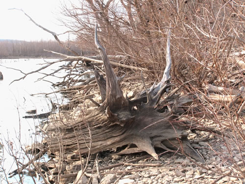 Lawrence, KS: Clinton Lake Driftwood March 2006, Lawrence, KS