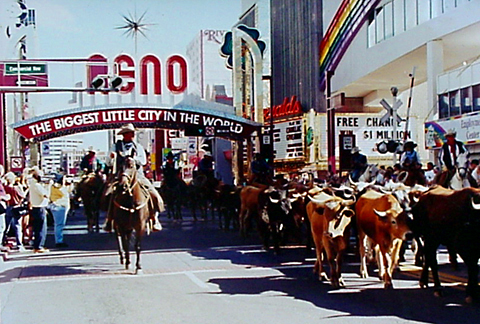 Reno, NV: Cattle run through Virginia Street