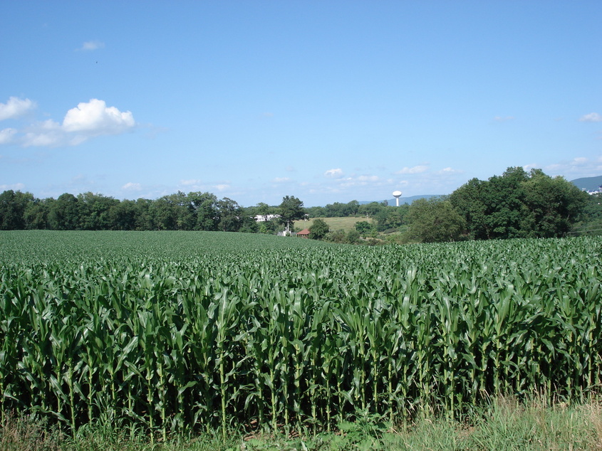 State College, PA: corn field with beaver stadium in background (its small though)