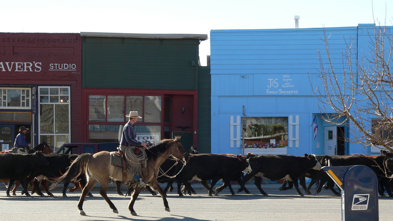 Twin Bridges, MT: Moving cattle down Main Street, Twin Bridges, USA!