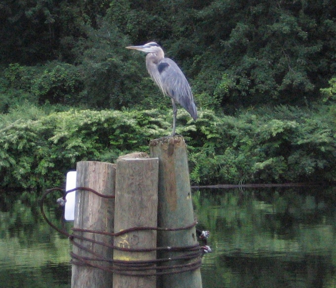 Sylvan Beach, NY: Great Blue Heron perched on pilings in the Erie Canal