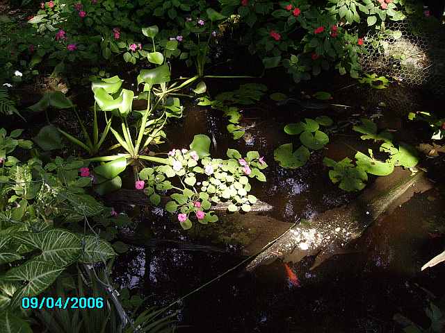 Floral City, FL: backyard pond wild impatients grow in the water