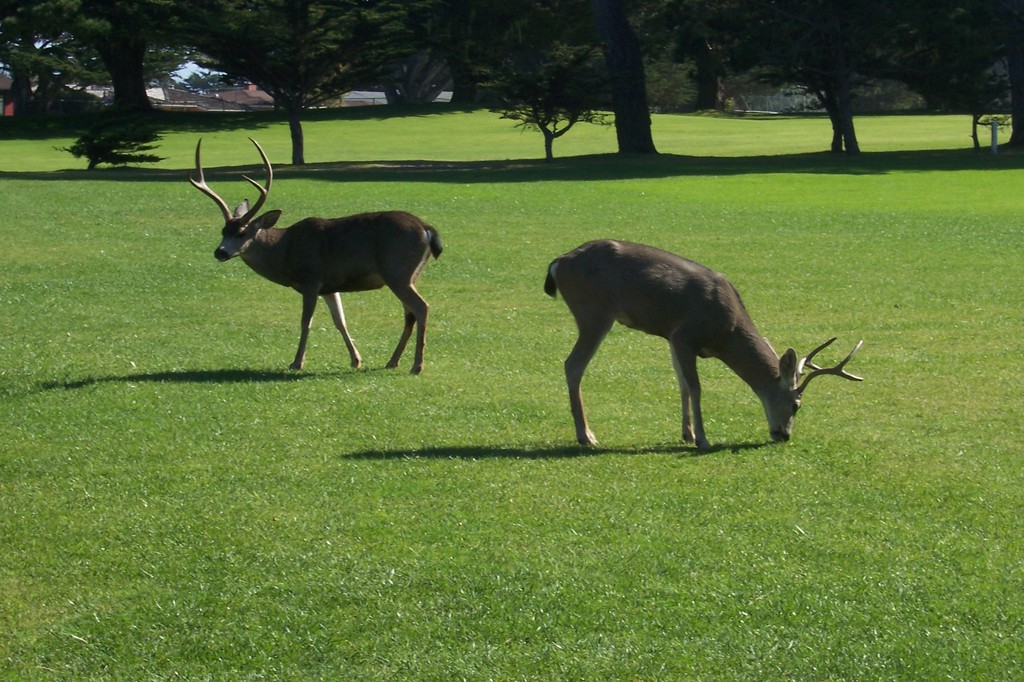 Pacific Grove, CA: Deer that roam through Pacific Grove