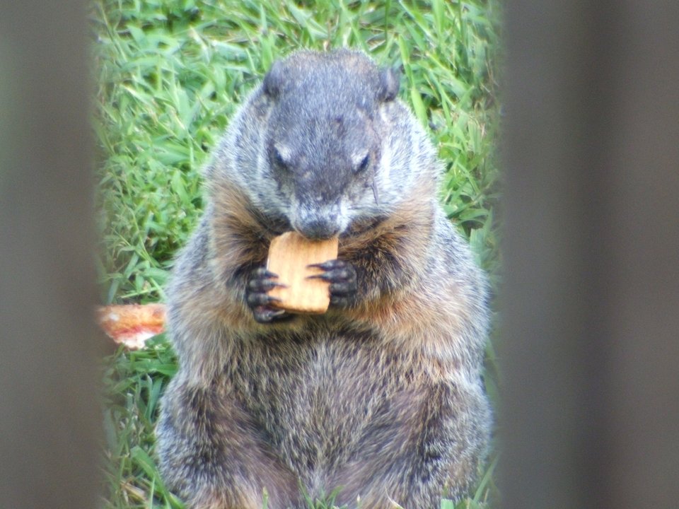 Severn, MD: GroundHog