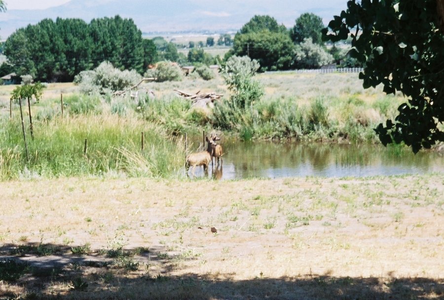 Wallace, CA: Deer Bath Time!