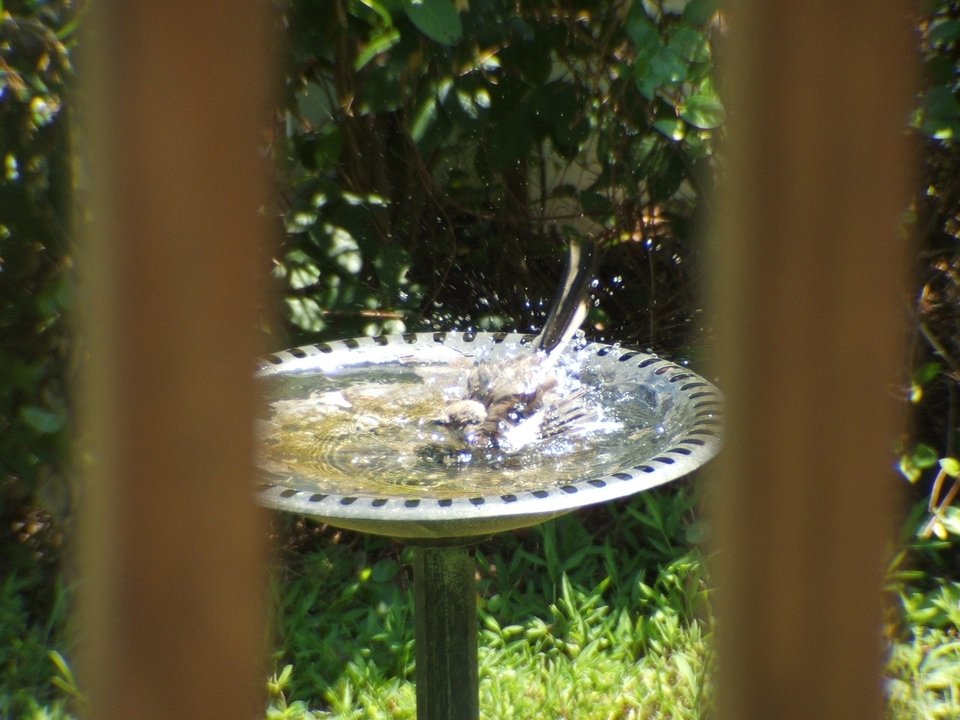 Severn, MD: Taking a bath